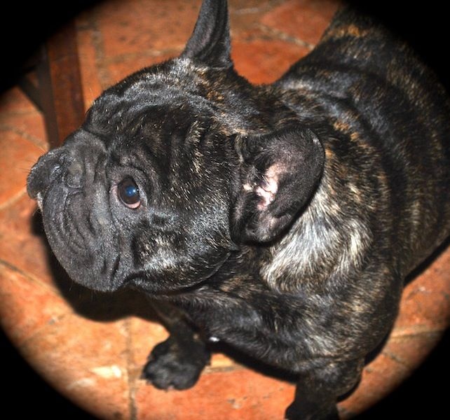 Publication : Des Agathes De Chamrouge Auteur : Des Agathes de Chamrouge