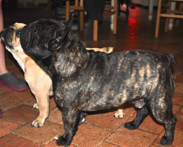 Publication : Des Agathes De Chamrouge Auteur : Des Agathes de Chamrouge