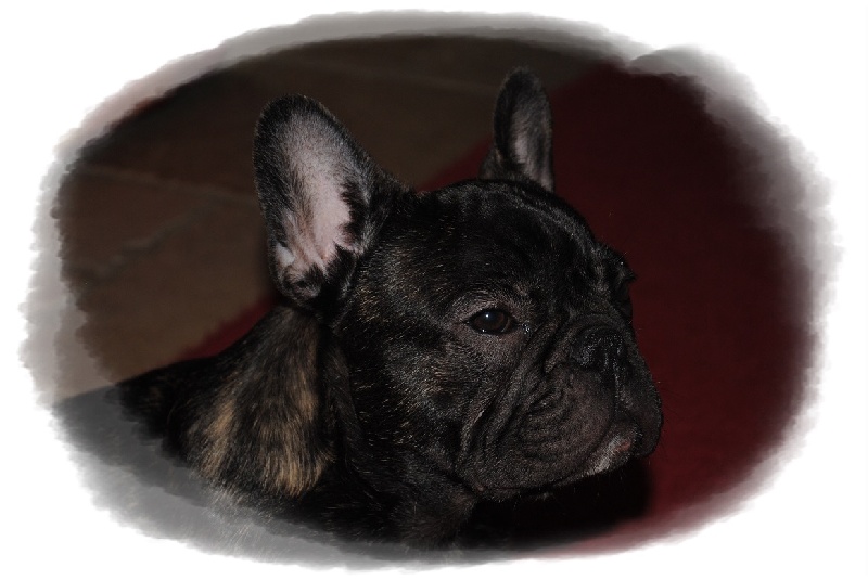 Publication : Des Agathes De Chamrouge Auteur : Des Agathes de Chamrouge