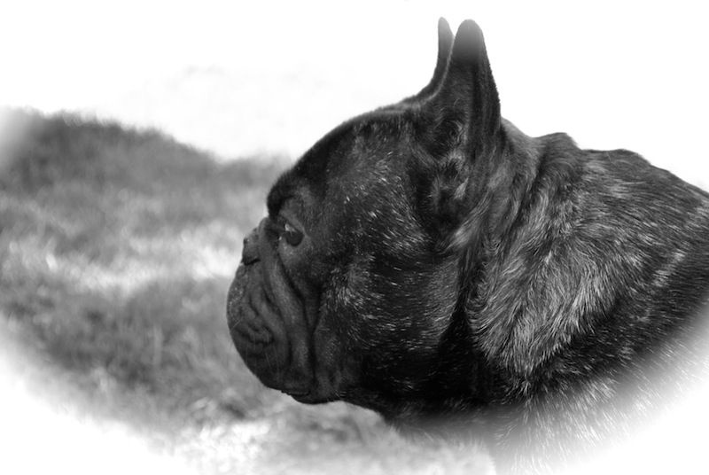 Publication : Des Agathes De Chamrouge Auteur : Des Agathes de Chamrouge