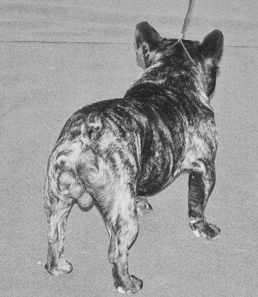 Publication : Des Agathes De Chamrouge Auteur : Des Agathes de Chamrouge