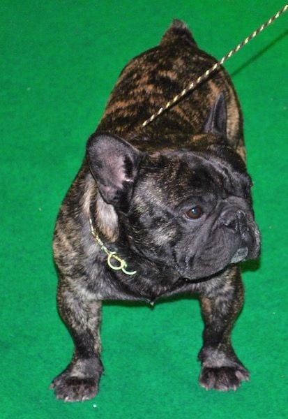 Publication : Des Agathes De Chamrouge Auteur : Des Agathes de Chamrouge