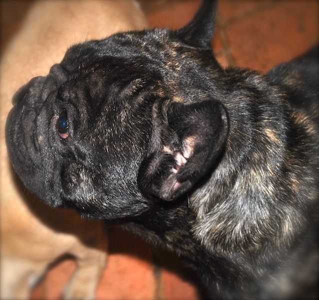 Publication : Des Agathes De Chamrouge Auteur : Des Agathes de Chamrouge