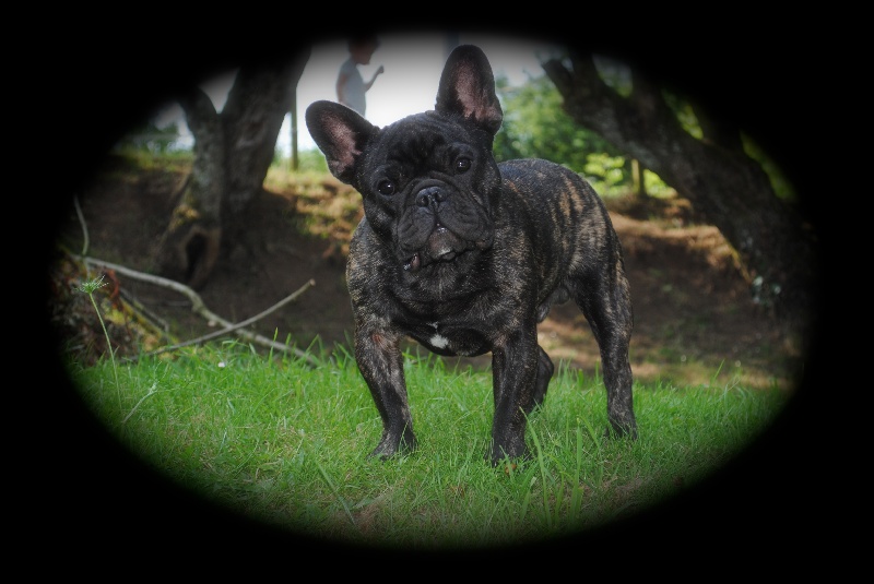 Publication : Des Agathes De Chamrouge Auteur : Des Agathes de Chamrouge