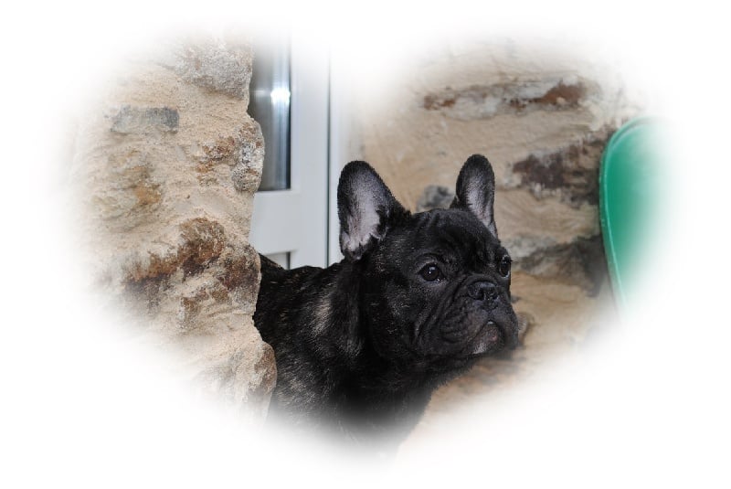 Publication : Des Agathes De Chamrouge Auteur : Des Agathes de Chamrouge