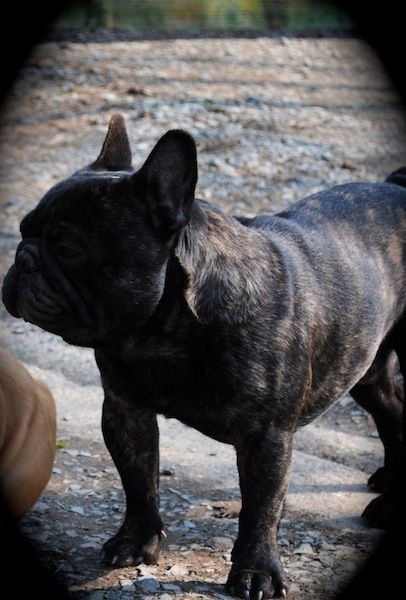 Publication : Des Agathes De Chamrouge Auteur : Des Agathes de Chamrouge