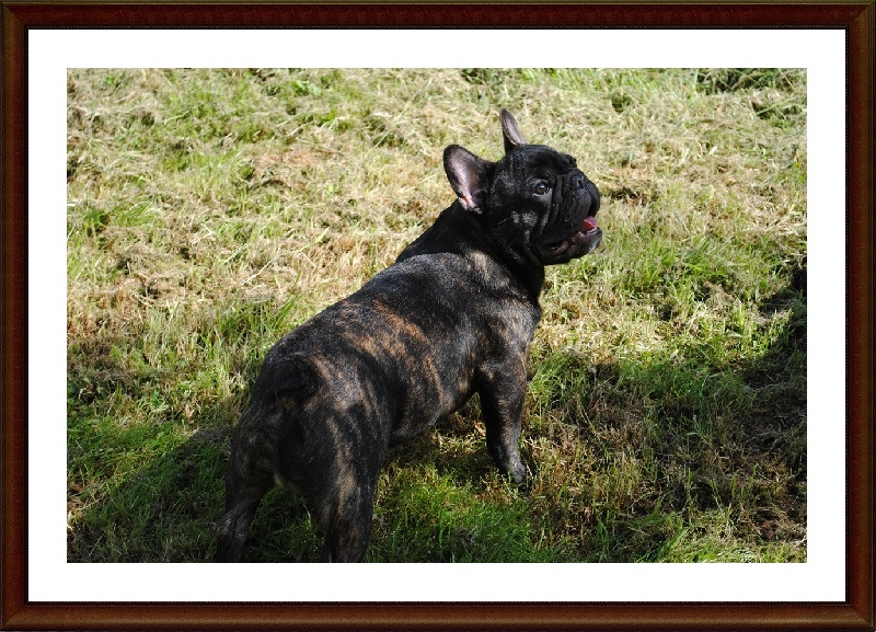 Publication : Des Agathes De Chamrouge Auteur : Des Agathes de Chamrouge