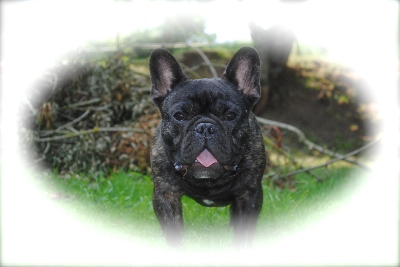 Publication : Des Agathes De Chamrouge Auteur : Des Agathes de Chamrouge