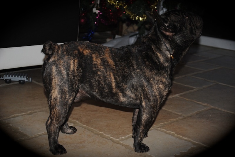 Publication : Des Agathes De Chamrouge Auteur : Des Agathes de Chamrouge