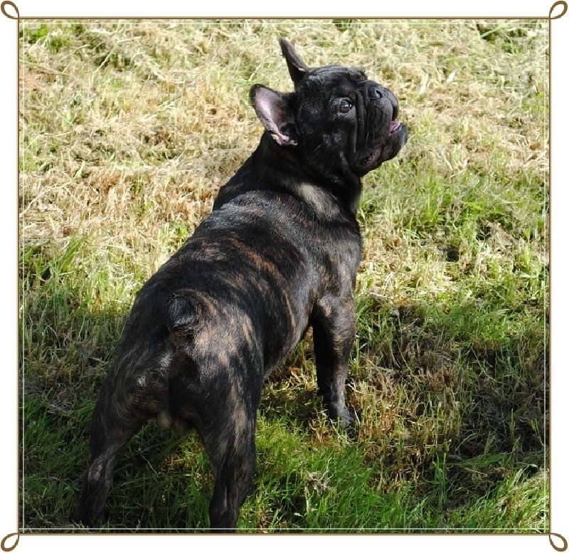 Publication : Des Agathes De Chamrouge Auteur : Des Agathes de Chamrouge