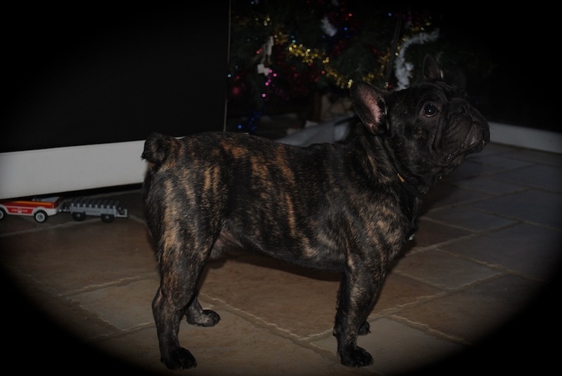 Publication : Des Agathes De Chamrouge Auteur : Des Agathes de Chamrouge