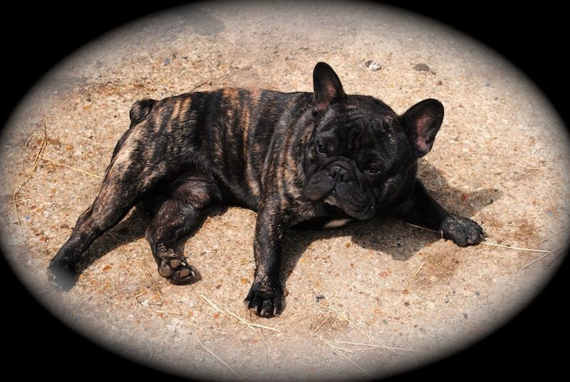 Publication : Des Agathes De Chamrouge Auteur : Des Agathes de Chamrouge