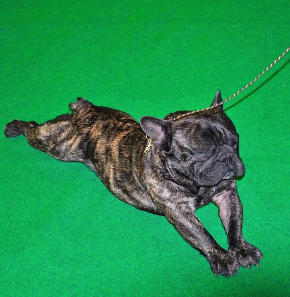 Publication : Des Agathes De Chamrouge Auteur : Des Agathes de Chamrouge