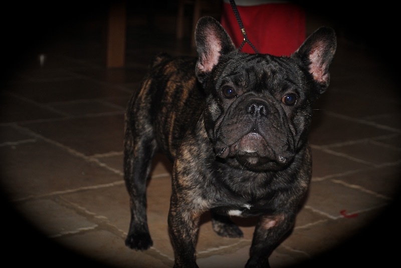 Publication : Des Agathes De Chamrouge Auteur : Des Agathes de Chamrouge