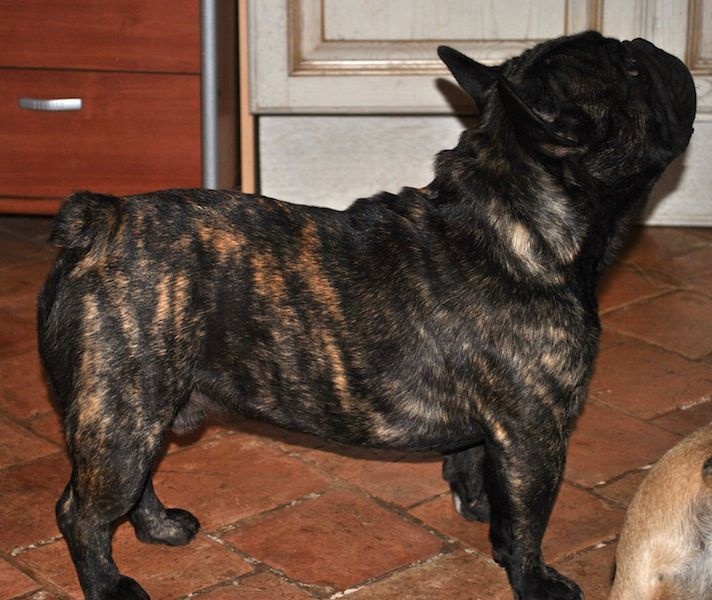 Publication : Des Agathes De Chamrouge Auteur : Des Agathes de Chamrouge