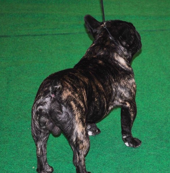 Publication : Des Agathes De Chamrouge Auteur : Des Agathes de Chamrouge