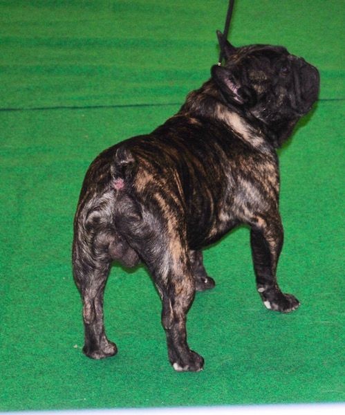 Xenos de el mencey loco - Excellent