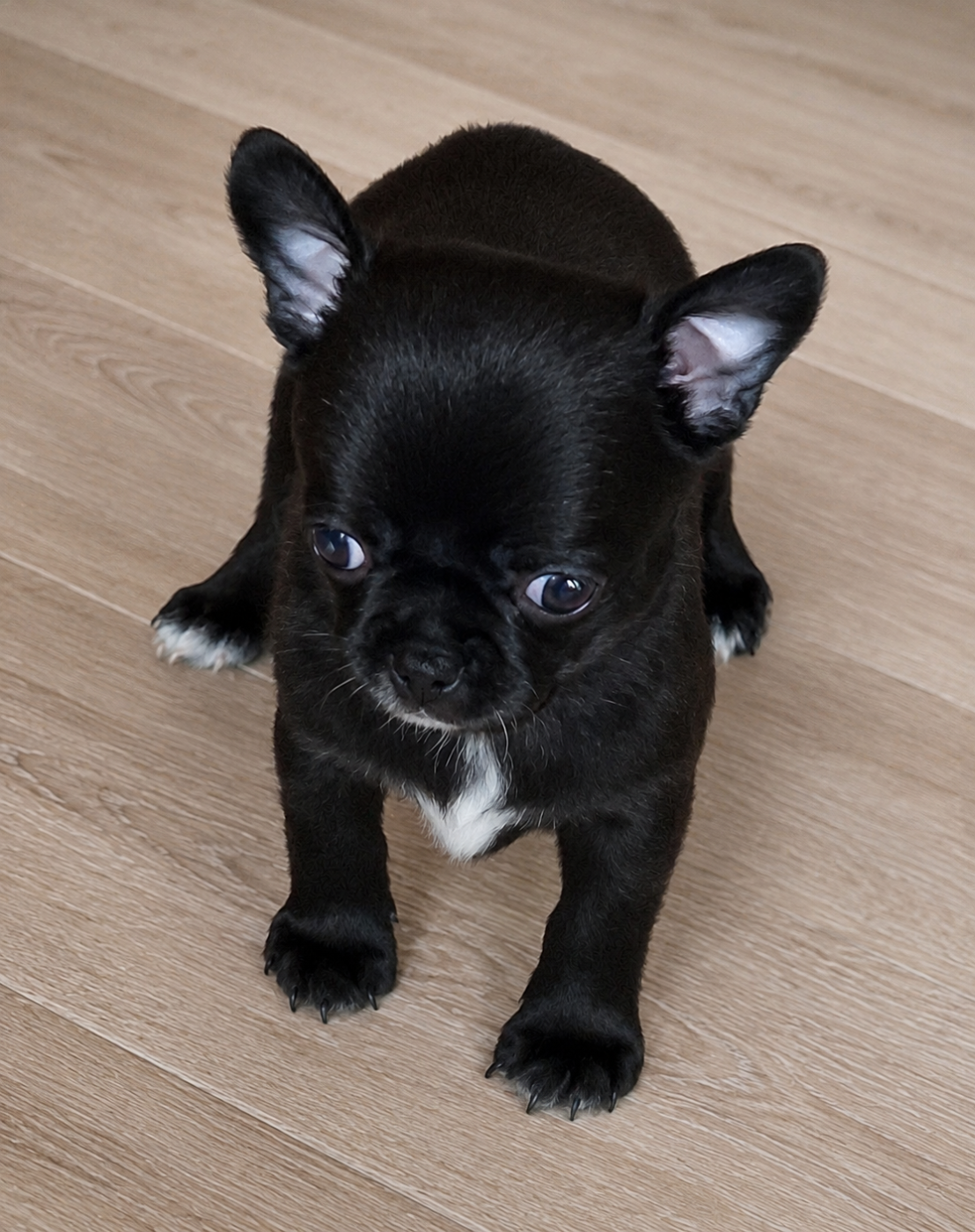 Blacky - Chihuahua
