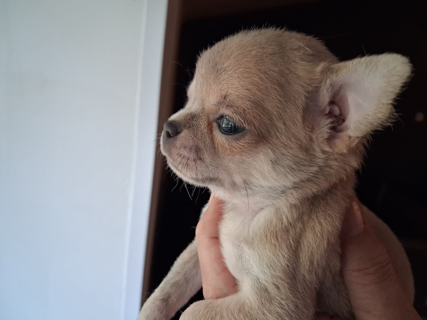 Bout'chou