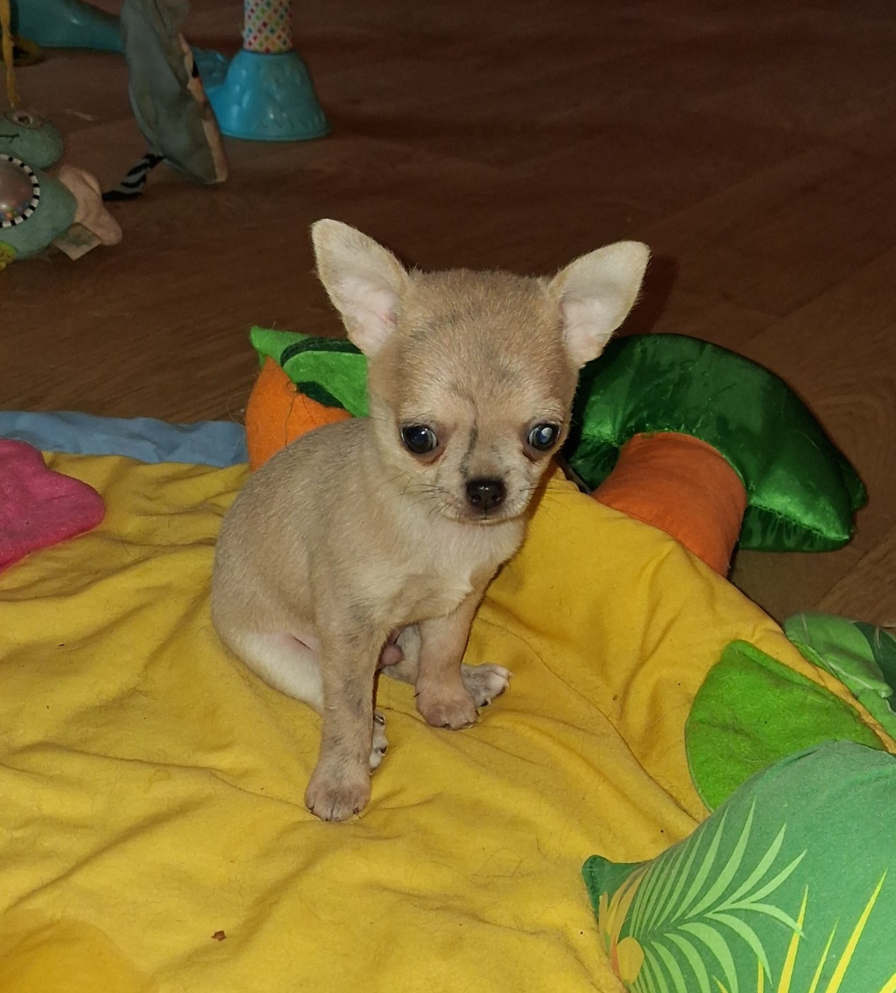 Bout'chou
