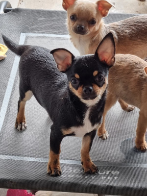 Les chiots de Chihuahua