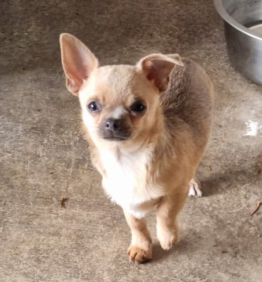 Les chiots de Chihuahua