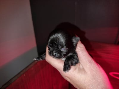 Les chiots de Chihuahua