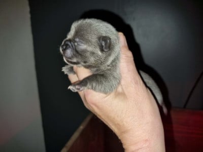 Les chiots de Chihuahua