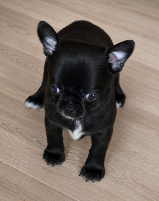 Les chiots de Chihuahua