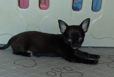 Les chiots de Chihuahua