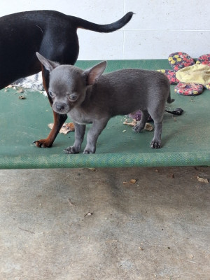 Les chiots de Chihuahua
