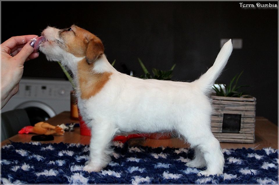 Terra Dumbis Nebula Queen (dit