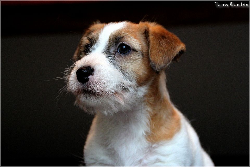 Terra Dumbis Nebula Queen (dit