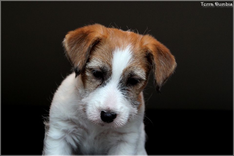 Terra Dumbis Nebula Queen (dit