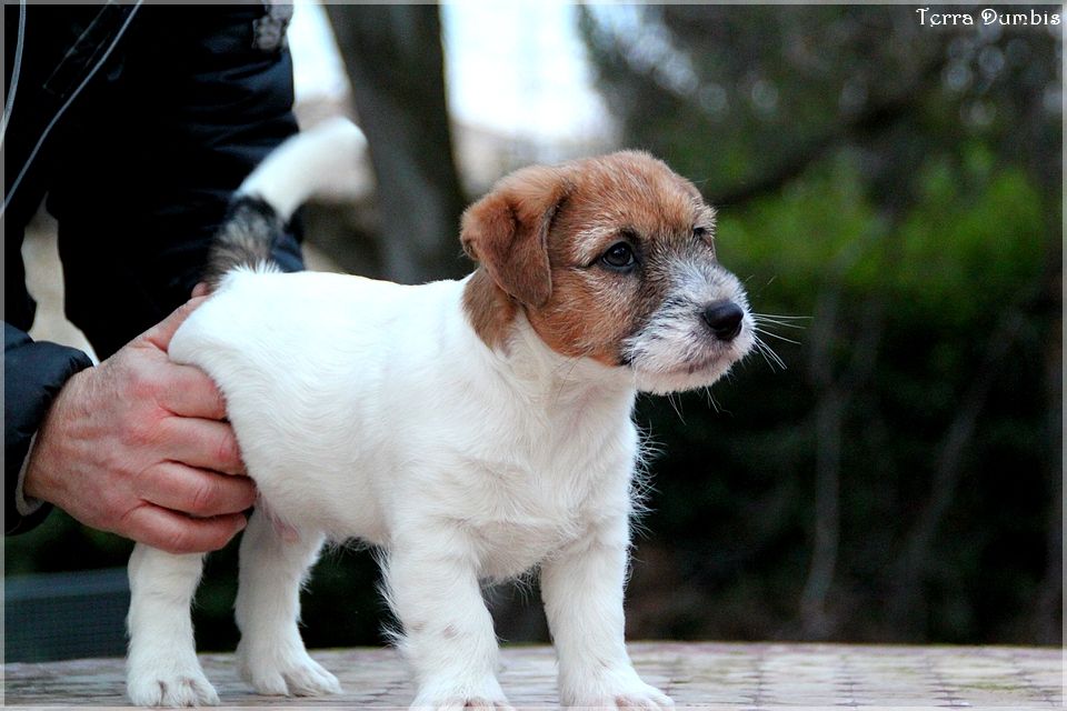 Terra Dumbis Narcotic Jam (dit