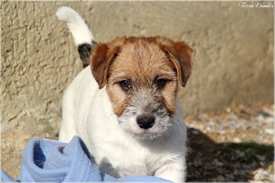 Terra Dumbis Narcotic Jam (dit