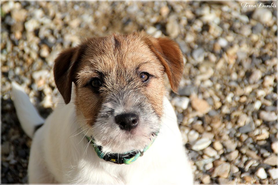 Terra Dumbis Narcotic Jam (dit