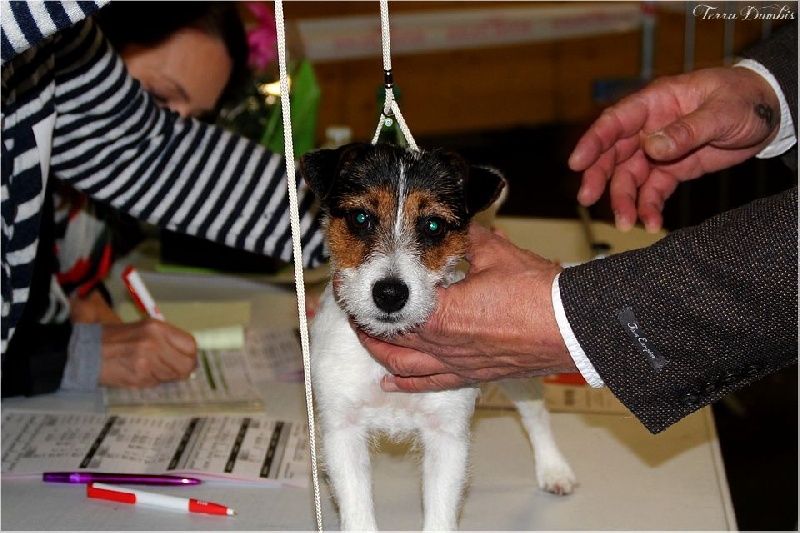 Terra Dumbis Juno mac guff - 1ère EXC classe jeune femelle - JBOB