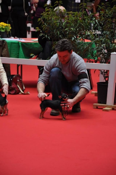 I'm précious Des Etoiles D'ambre - Excellent en classe inter femelle