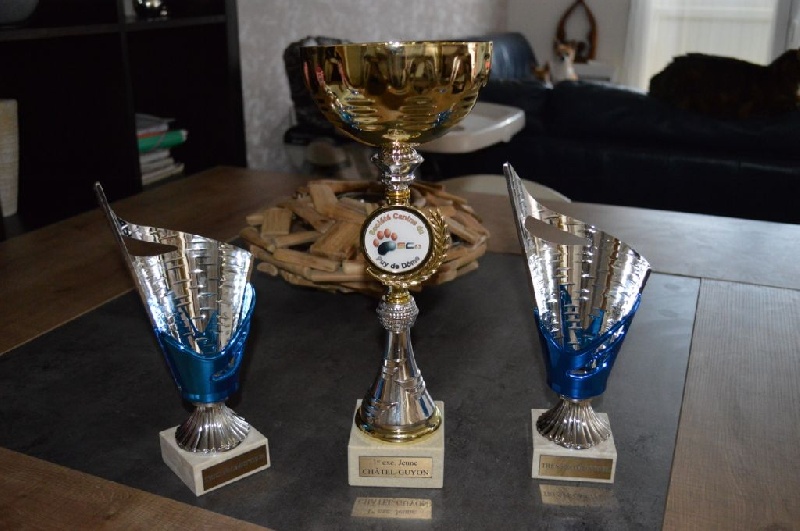 I'm précious Des Etoiles D'ambre - Classe jeune : 1er Excellent et MEILLEUR DE RACE