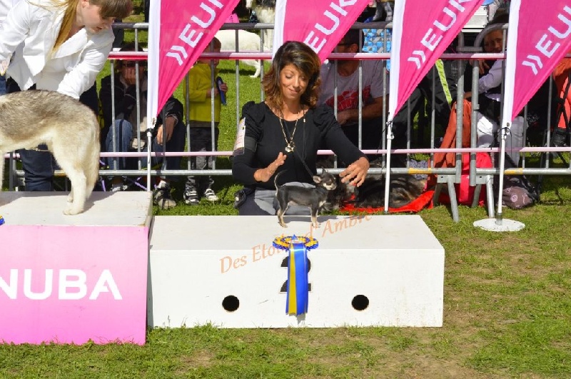 Little blue bear Des Etoiles D'ambre - Classe Baby mâle : Très Prometteur MEILLEUR BABY.et 2eme Meilleur Baby de l'expo