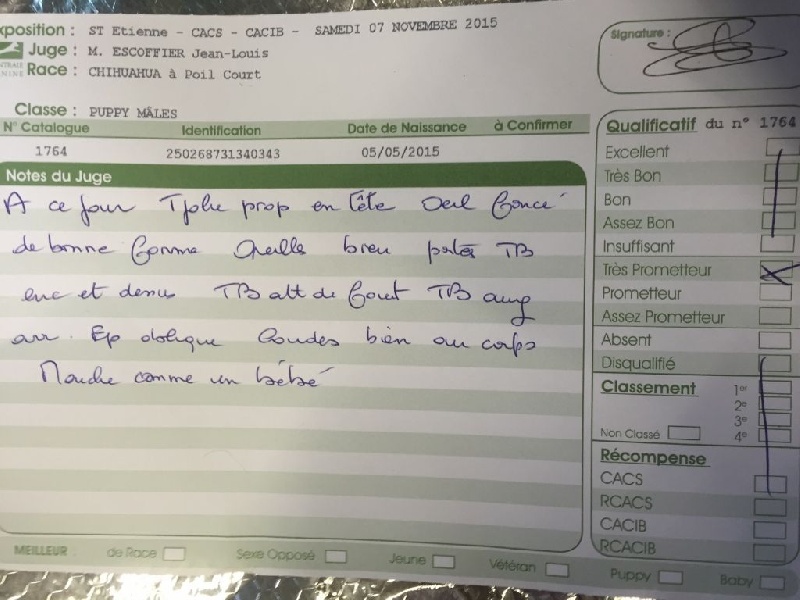 Little blue bear Des Etoiles D'ambre - puppy mâle : Très Prometteur