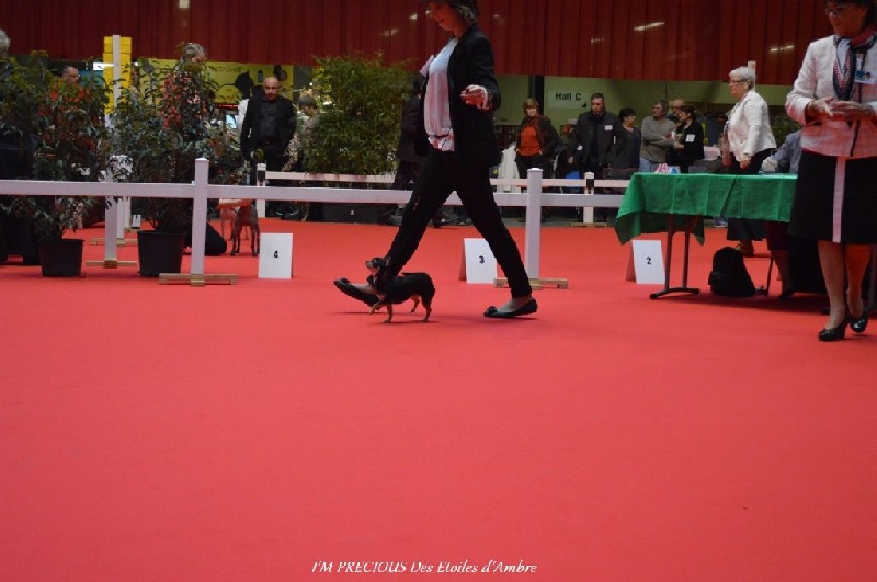 I'm précious Des Etoiles D'ambre - Excellent en classe inter femelle