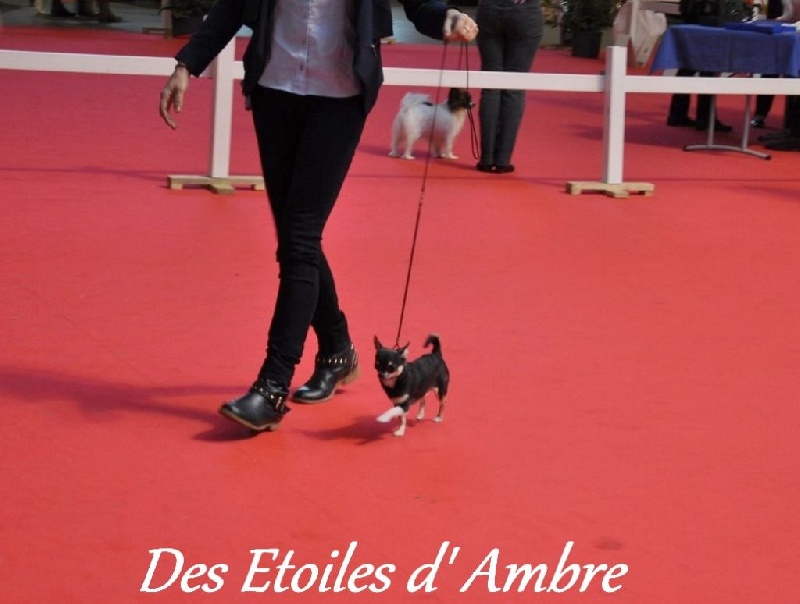 Little blue bear Des Etoiles D'ambre - 3 eme Excellent - classe jeune mâle