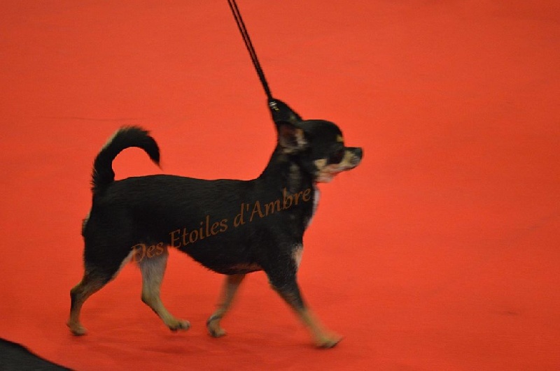 I'm précious Des Etoiles D'ambre - Classe ouverte femelle : Excellent