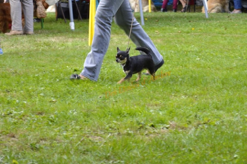 I'm précious Des Etoiles D'ambre - Classe ouverte femelle : 3eme Très Bon