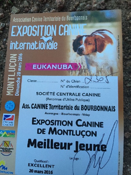 Little blue bear Des Etoiles D'ambre - 1 er Excellent