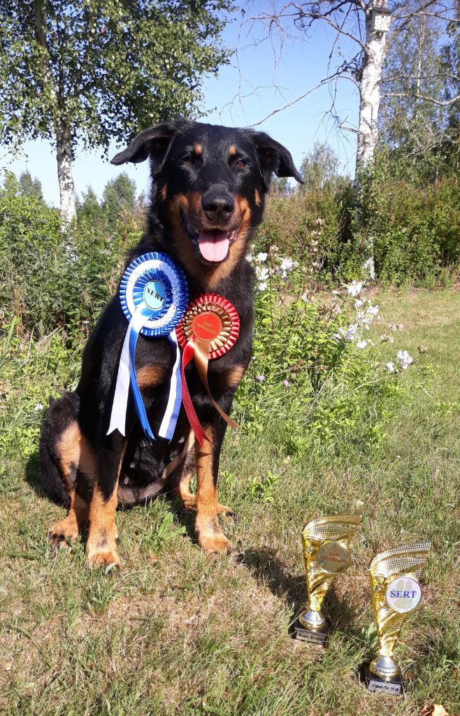 Hilli du regard mordant - 1 Exc, Vet CAC, Best Vet