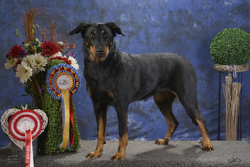 Hilli du regard mordant - 1ere EX + CAC + Res.CACIB