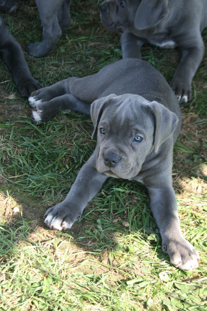 Accueil Elevage Des Légendes De Jade Eleveur De Chiens